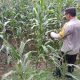 Bhabinkamtibmas BP Peliung Intensif Dampingi Petani, Pantau Jagung di Desa Banu Mas
