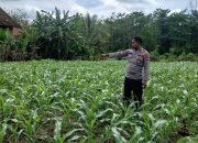 Kanit Binmas Turun Langsung, Polsek BP Peliung Perkuat Ketahanan Pangan Lewat Monitoring Lahan Jagung