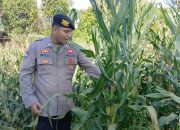 Manfaatkan Lahan Kosong, Polsek BP Peliung Intensif Pantau Pertumbuhan Jagung Warga
