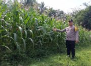 Brigpol Suyudi Dampingi Petani Jagung, Perkuat Ketahanan Pangan di Belitang Madang Raya