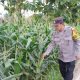 Bhabinkamtibmas Polsek BP Peliung Intensifkan Pemantauan Lahan Jagung untuk Dukung Ketahanan Pangan