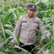 Pantau Jagung di Bandar Jaya, Kanit Binmas Pastikan Lahan Produktif Berjalan Maksimal