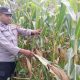 Sejak Pagi, Kanit Binmas BP Peliung Cek Pertumbuhan Jagung di Desa Saung