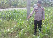 Polsek BP Peliung Gencarkan Pengawasan Lahan Jagung untuk Dukung Ketahanan Pangan