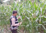 Bhabinkamtibmas Polsek BP Peliung Intensifkan Pemantauan Lahan Jagung, Dukung Ketahanan Pangan Nasional