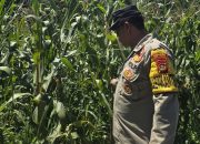 Bhabinkamtibmas Polsek BP Peliung Intensif Pantau Pertumbuhan Jagung di Lahan Ketahanan Pangan