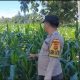 Bhabinkamtibmas Polsek BP Peliung Intensifkan Pemantauan Lahan Jagung untuk Dukung Ketahanan Pangan Nasional