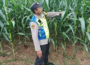 Bhabinkamtibmas Polsek Madang Suku I Tinjau Perkembangan Tanaman Jagung di Desa Jaya Bakti