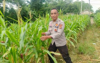 Kanit Binmas Polsek Belitang II Tinjau Ketahanan Pangan Warga, Lahan Jagung di Sumber Harapan Dipantau