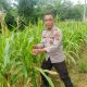 Kanit Binmas Polsek Belitang II Tinjau Ketahanan Pangan Warga, Lahan Jagung di Sumber Harapan Dipantau