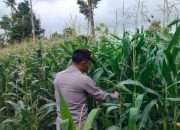Pantau Lahan Jagung, Polsek BP Peliung Perkuat Dukungan terhadap Program Ketahanan Pangan Nasional