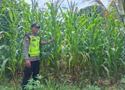Bhabinkamtibmas Belitang II Dukung Ketahanan Pangan Lewat Pemantauan Lahan Jagung Warga