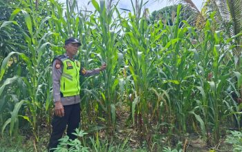 Bhabinkamtibmas Belitang II Dukung Ketahanan Pangan Lewat Pemantauan Lahan Jagung Warga