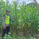 Bhabinkamtibmas Belitang II Dukung Ketahanan Pangan Lewat Pemantauan Lahan Jagung Warga