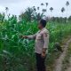 Polsek BP Peliung Intensifkan Pemantauan Jagung di Negeri Agung, Dukung Swasembada Pangan
