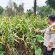 Bhabinkamtibmas Polsek BP Peliung Tinjau Lahan Jagung di Negeri Pakuan, Dorong Produktivitas Warga