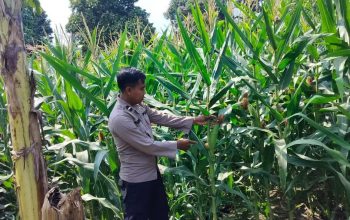 Pantau Lahan Jagung di Bantan Pelita, Kanit Binmas Polsek BP Peliung Perkuat Ketahanan Pangan Lokal