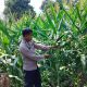 Pantau Lahan Jagung di Bantan Pelita, Kanit Binmas Polsek BP Peliung Perkuat Ketahanan Pangan Lokal