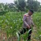 Bhabinkamtibmas Polsek BP Peliung Cek Lahan Jagung di Pulau Negara, Pastikan Program Pangan Berjalan Optimal