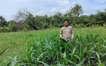 Kanit Binmas Polsek BP Peliung Pantau Lahan Jagung di Desa Bantan, Optimalkan Program Ketahanan Pangan