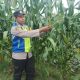 Bhabinkamtibmas Polsek Madang Suku I Tinjau Perkembangan Tanaman Jagung di OKU Timur