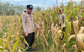 Polisi Cek Lahan Jagung Warga, Upaya Nyata Dukung Ketahanan Pangan di Belitang II