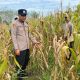 Polisi Cek Lahan Jagung Warga, Upaya Nyata Dukung Ketahanan Pangan di Belitang II