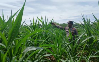 Kanit Binmas Polsek BP Peliung Tinjau Lahan Jagung di Desa Saung, Perkuat Program Ketahanan Pangan