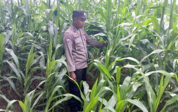 Dukung Program Nasional, Kanit Binmas Polsek BP Peliung Rutin Awasi Pertumbuhan Jagung di Desa Bantan