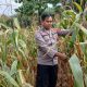 Pagi Hari, Kasium Polsek BP Peliung Lakukan Monitoring Intensif Tanaman Jagung di Banu Mas