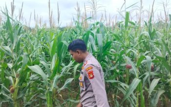 Kanit Binmas Polsek BP Peliung Aktif Monitoring Lahan Jagung di Desa Bantan