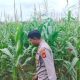 Kanit Binmas Polsek BP Peliung Aktif Monitoring Lahan Jagung di Desa Bantan