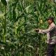 Kasium Polsek BP Peliung Tinjau Lahan Jagung di Banu Mas, Dorong Optimalisasi Ketahanan Pangan