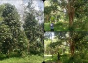 Produksi Duku Komering Menurun Tajam, Petani Rasuan Soroti Cuaca dan Perubahan Lingkungan