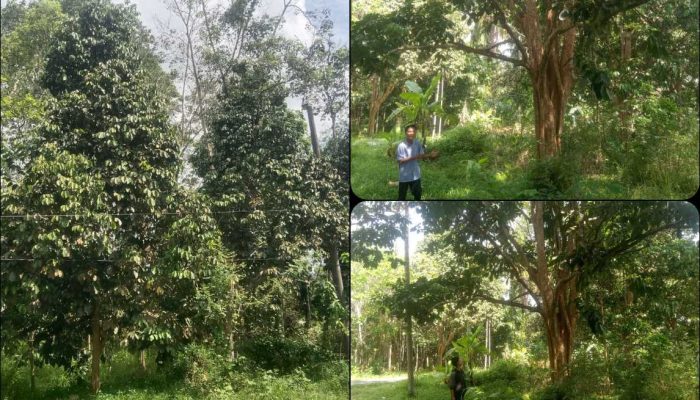 Produksi Duku Komering Menurun Tajam, Petani Rasuan Soroti Cuaca dan Perubahan Lingkungan