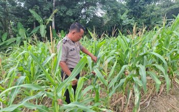 Bhabinkamtibmas Polsek Belitang II Cek Lahan Jagung Warga, Dukung Ketahanan Pangan Lokal
