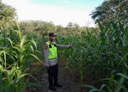 Polsek Belitang II Monitoring Lahan Jagung Warga untuk Dukung Ketahanan Pangan