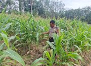 Bhabinkamtibmas Polsek Belitang II Tinjau Lahan Jagung Milik Petani di Desa Sumber Sari
