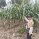 Bhabinkamtibmas Desa Srimulyo Tanam Jagung Hibrida untuk Dukung Ketahanan Pangan