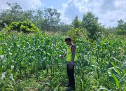 Dukung Ketahanan Pangan Nasional, Personel Polsek Belitang II Monitoring Lahan Jagung Warga di Purworejo