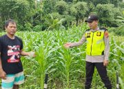 Bhabinkamtibmas Polsek Belitang II Monitoring Ketahanan Pangan di Lahan Jagung Warga