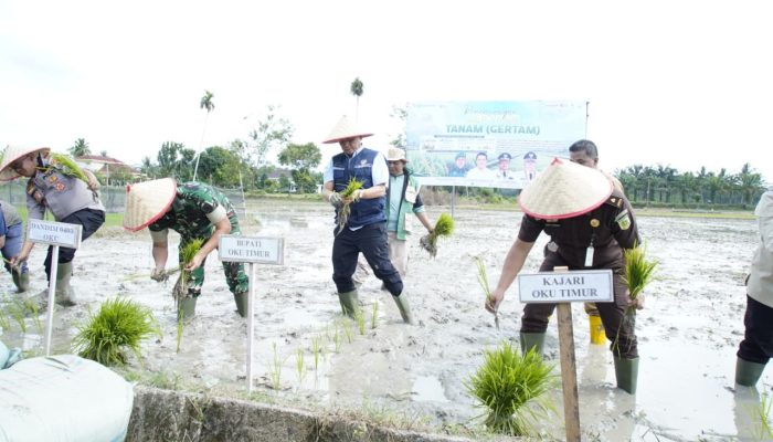 Hadapi El Nino, Pemkab OKU Timur Percepat Gerakan Tanam Demi Kejar Target Produksi Padi