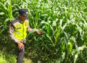 Aipda Aan Afprianto Dampingi Program Ketahanan Pangan Jagung di Belitang II