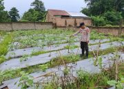 Aipda Joko Prayitno Tinjau Lahan Cabai Milik Petani di Belitang II