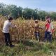 Personel Polsek Belitang II Tinjau Lahan Jagung Milik Petani di Desa Purwo Sari