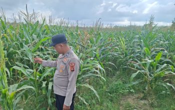 Dukung Ketahanan Pangan, Polsek Belitang II Tinjau Langsung Lahan Jagung di Sumber Sari