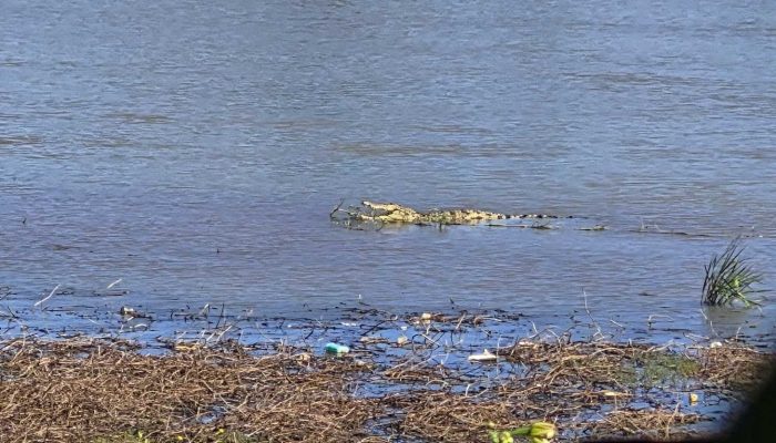 Heboh Buaya Muncul di Dekat Bendung Perjaya, Warga Desa di Martapura Was-was