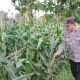 Bhabinkamtibmas Polsek BP Peliung Cek Lahan Jagung di Bantan Pelita, Perkuat Program Ketahanan Pangan