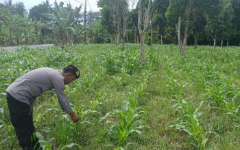 Pantau Lahan Jagung di Desa Saung, Kanit Patroli Polsek BP Peliung Perkuat Program Ketahanan Pangan