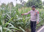 Polsek BP Peliung Intensifkan Pemantauan Tanaman Jagung, Dukung Ketahanan Pangan Nasional